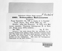Tuberculina malvacearum image